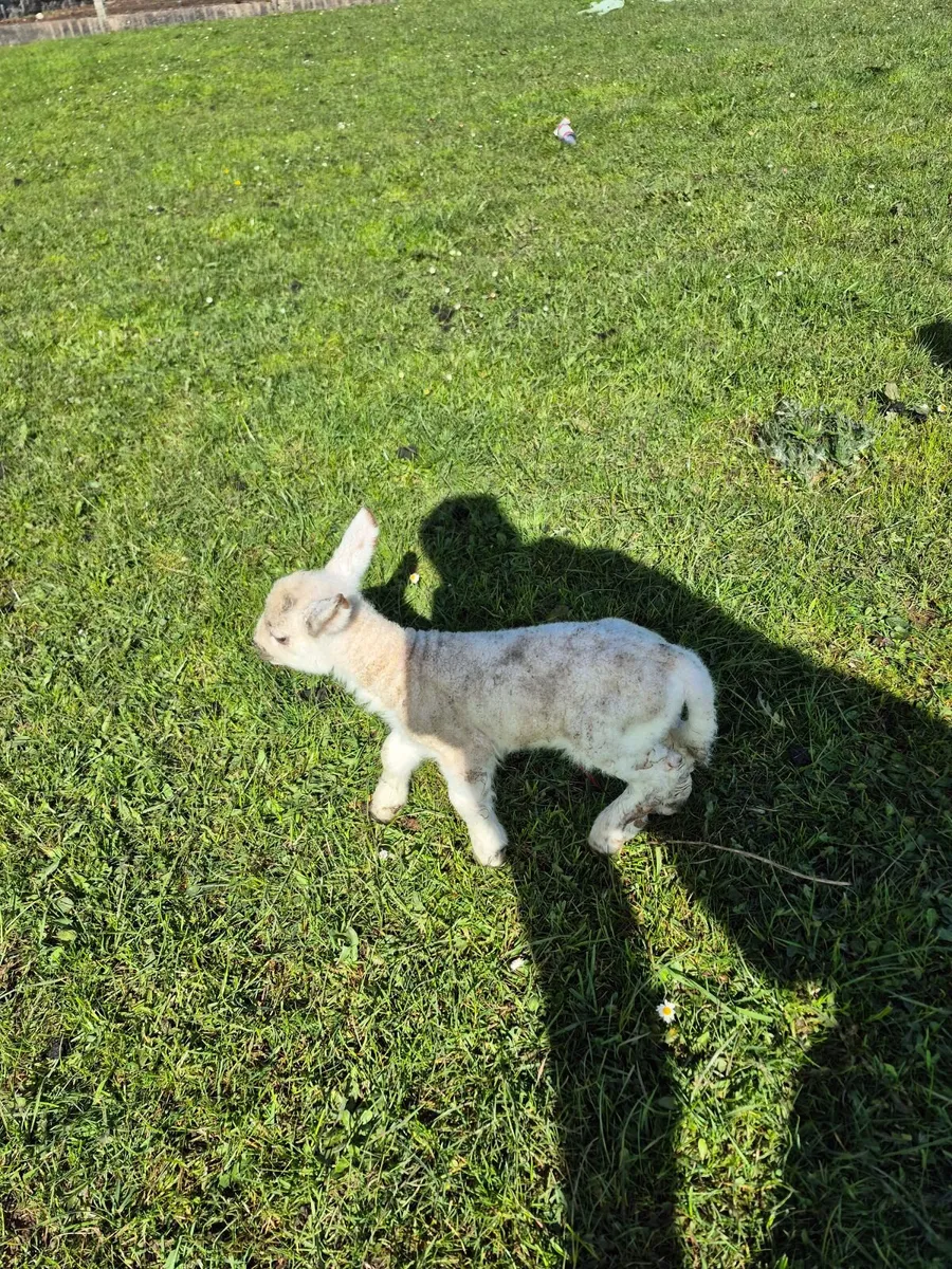 Foster lamb