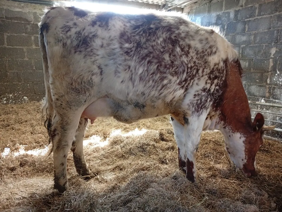 Full symbol Organic Milking Shorthown in Milk - Image 1