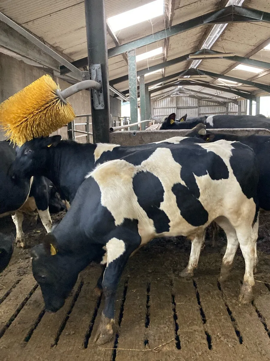 Fresian bulls - Image 4