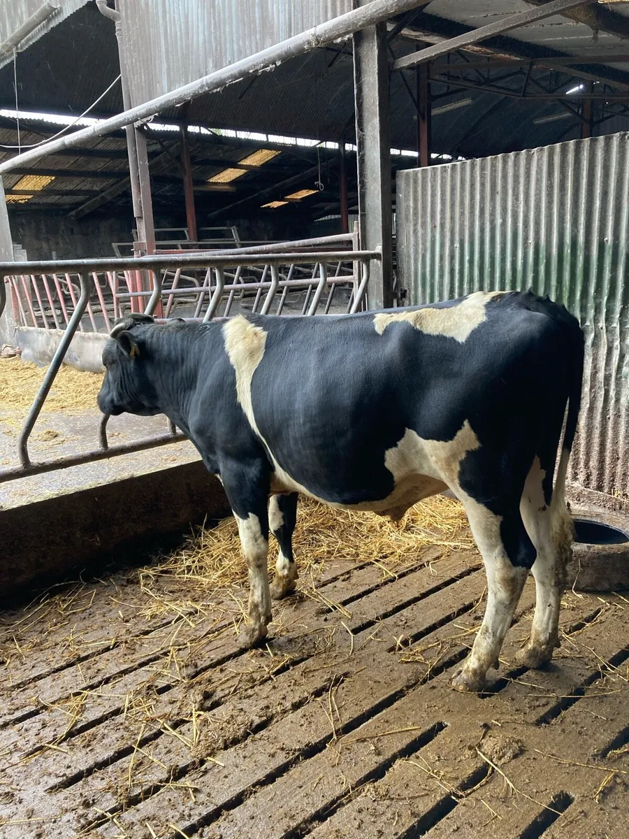 Fresian bulls - Image 1