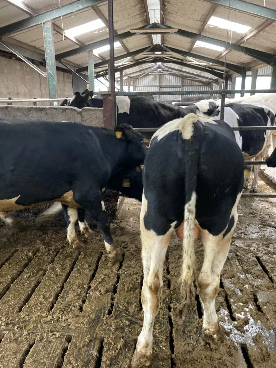 Fresian bulls - Image 2