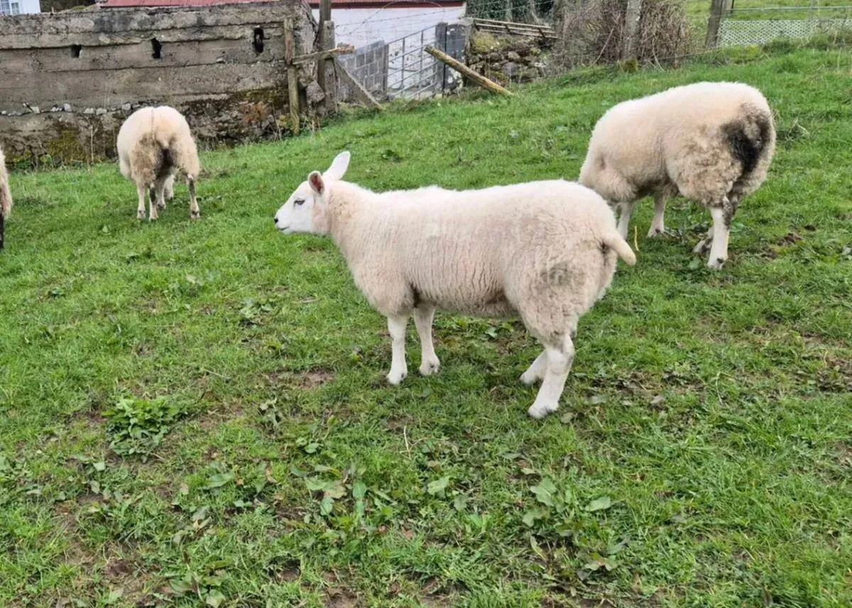 Hoggett ewes ready to lamb