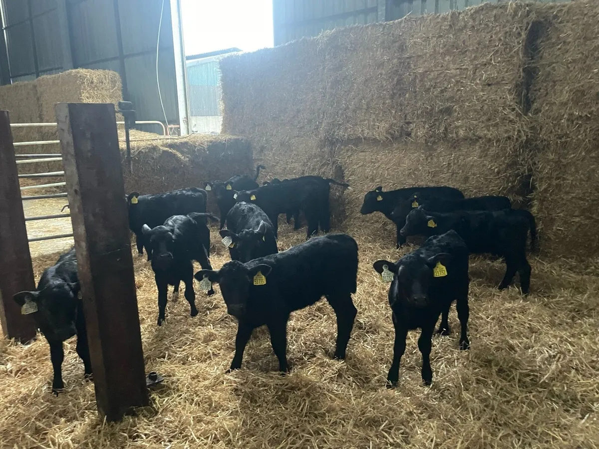 Angus Heifer and Freisan Bull Calves - Image 1