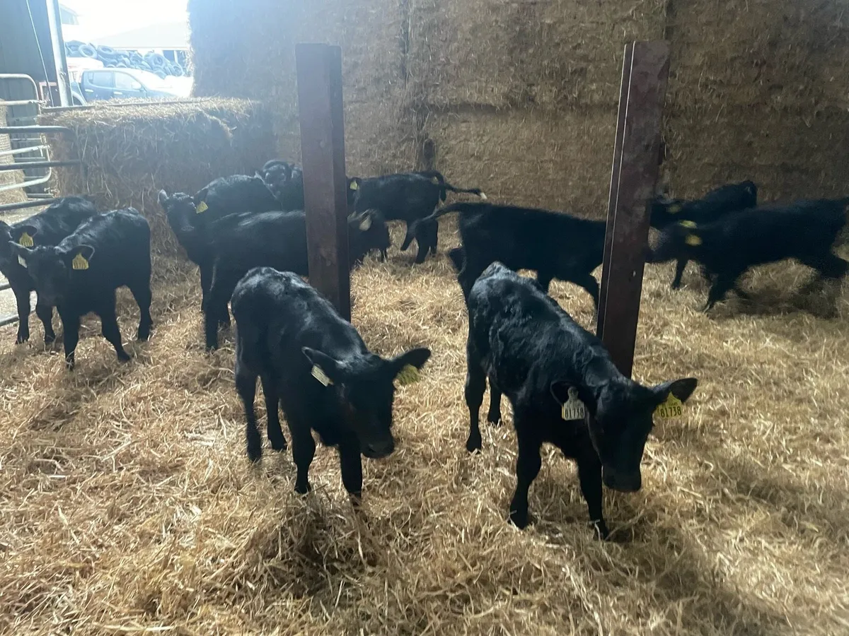 Angus Calves - Image 4