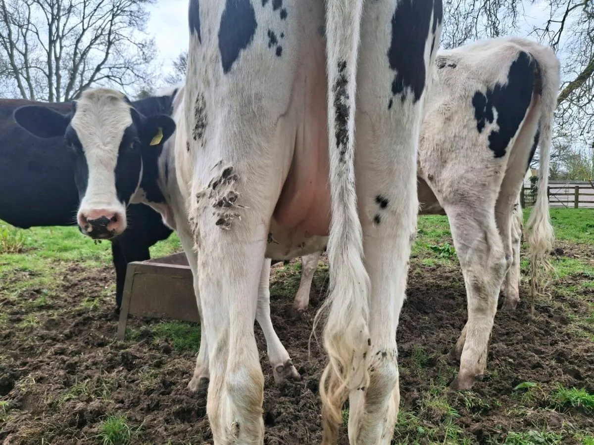 Springing Heifer Ballivor Herd - Image 3