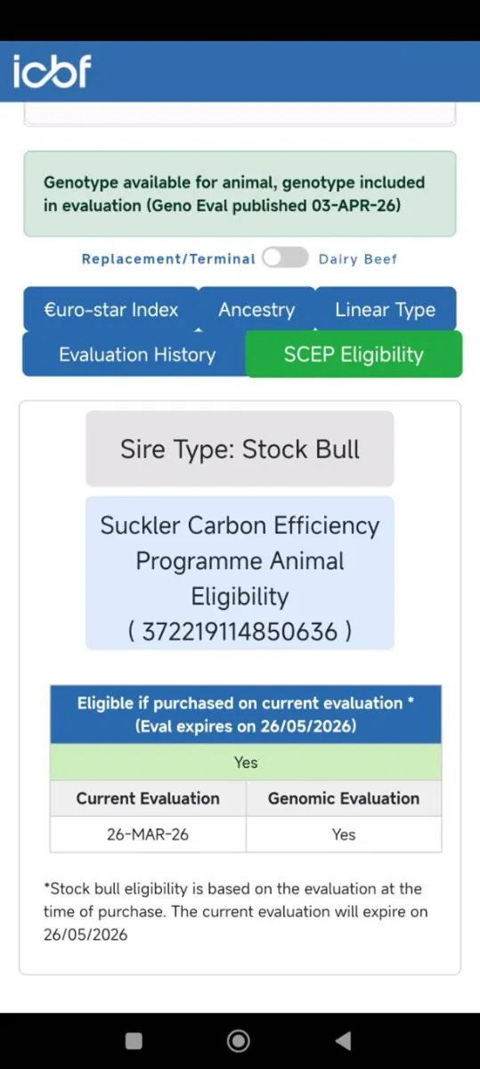 Limousin Bull - SCEP Eligible ⭐⭐⭐⭐ - Image 2