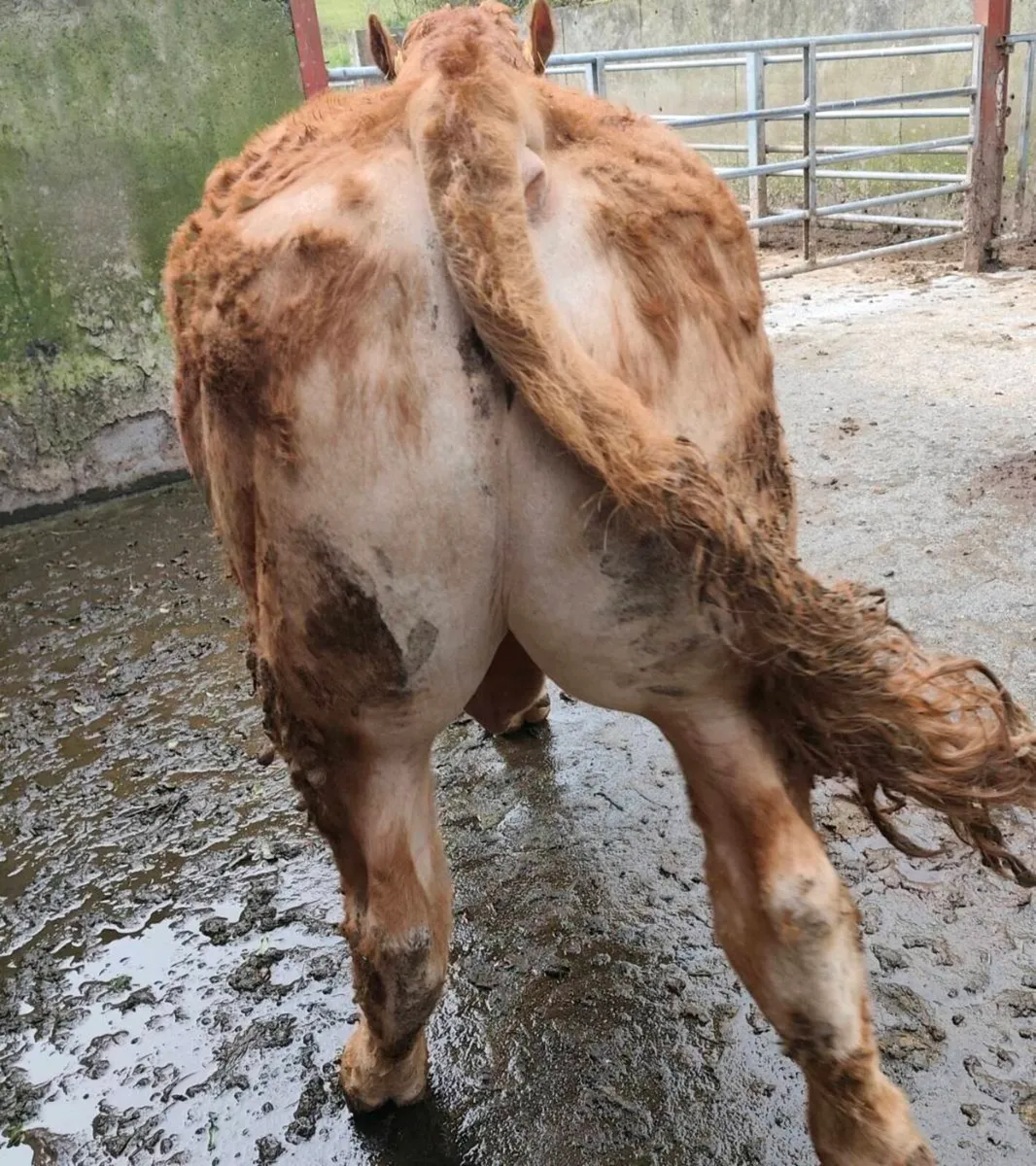 Limousin Bull - SCEP Eligible ⭐⭐⭐⭐ - Image 3