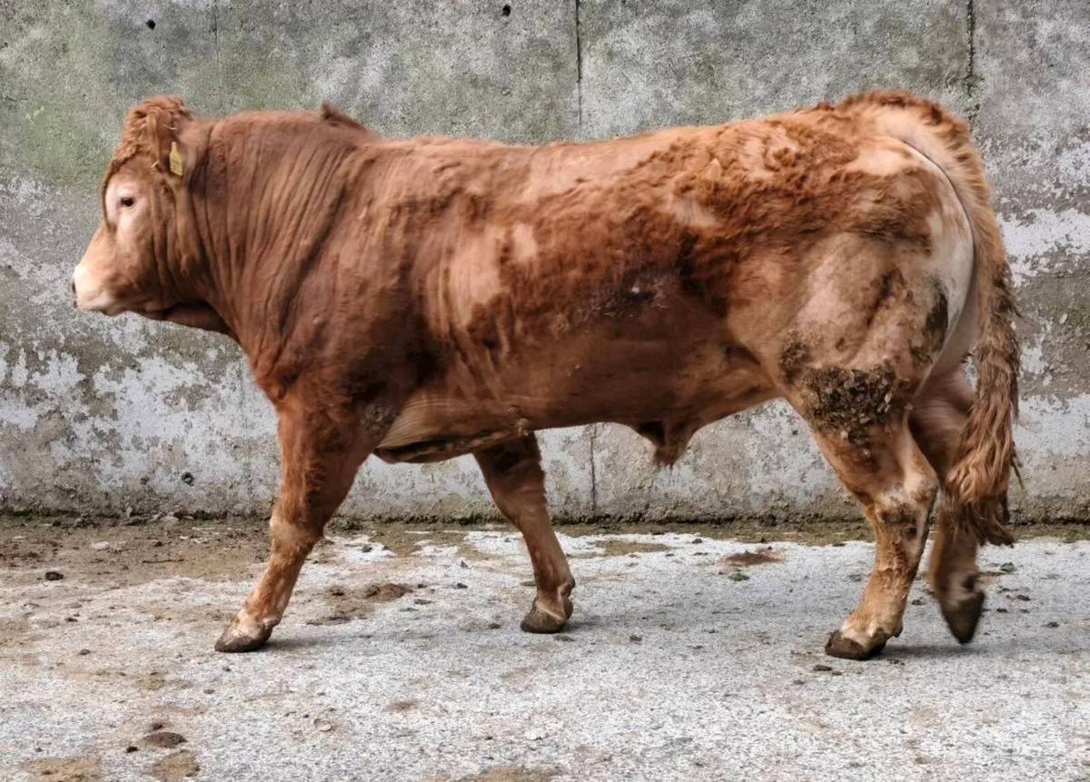 Limousin Bull - SCEP Eligible ⭐⭐⭐⭐ - Image 4