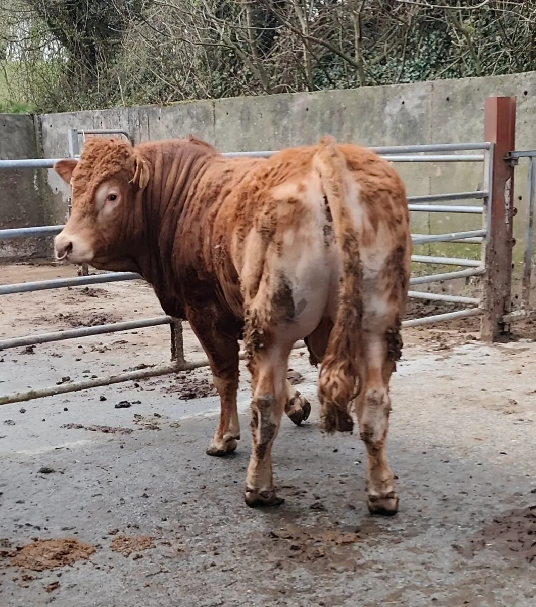 Limousin Bull - SCEP Eligible ⭐⭐⭐⭐ - Image 1