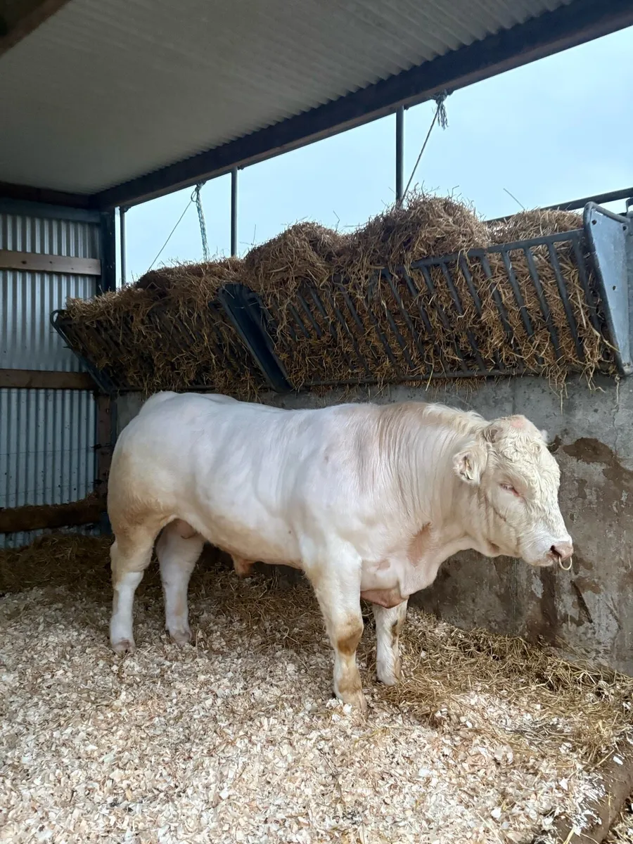 3 Pedigree Charolais Bulls for sale - Image 3