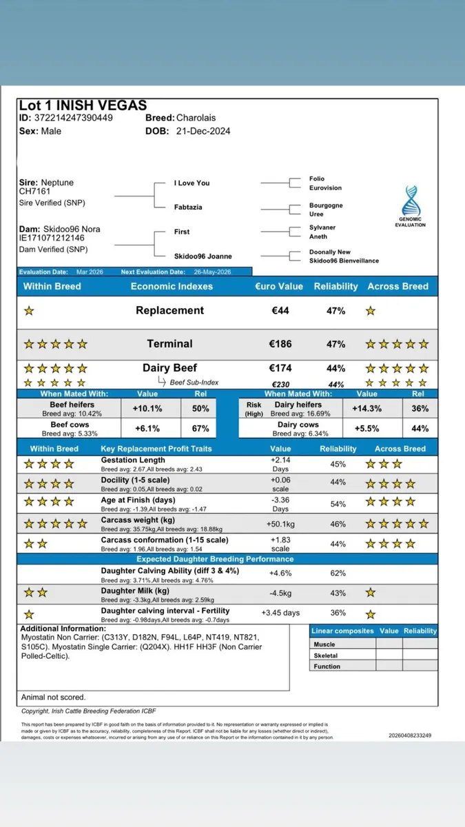 3 Pedigree Charolais Bulls for sale - Image 4