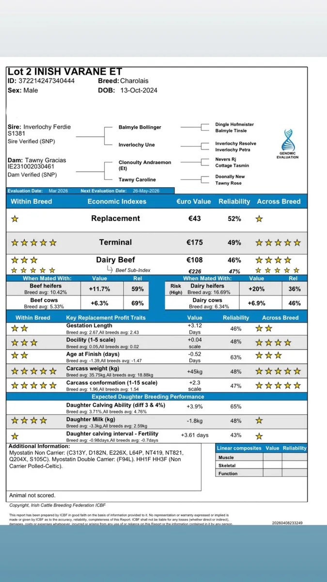 2 Pedigree Charolais Bulls for sale - Image 4