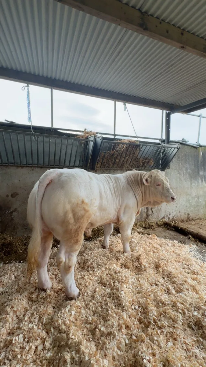 3 Pedigree Charolais Bulls for sale - Image 1