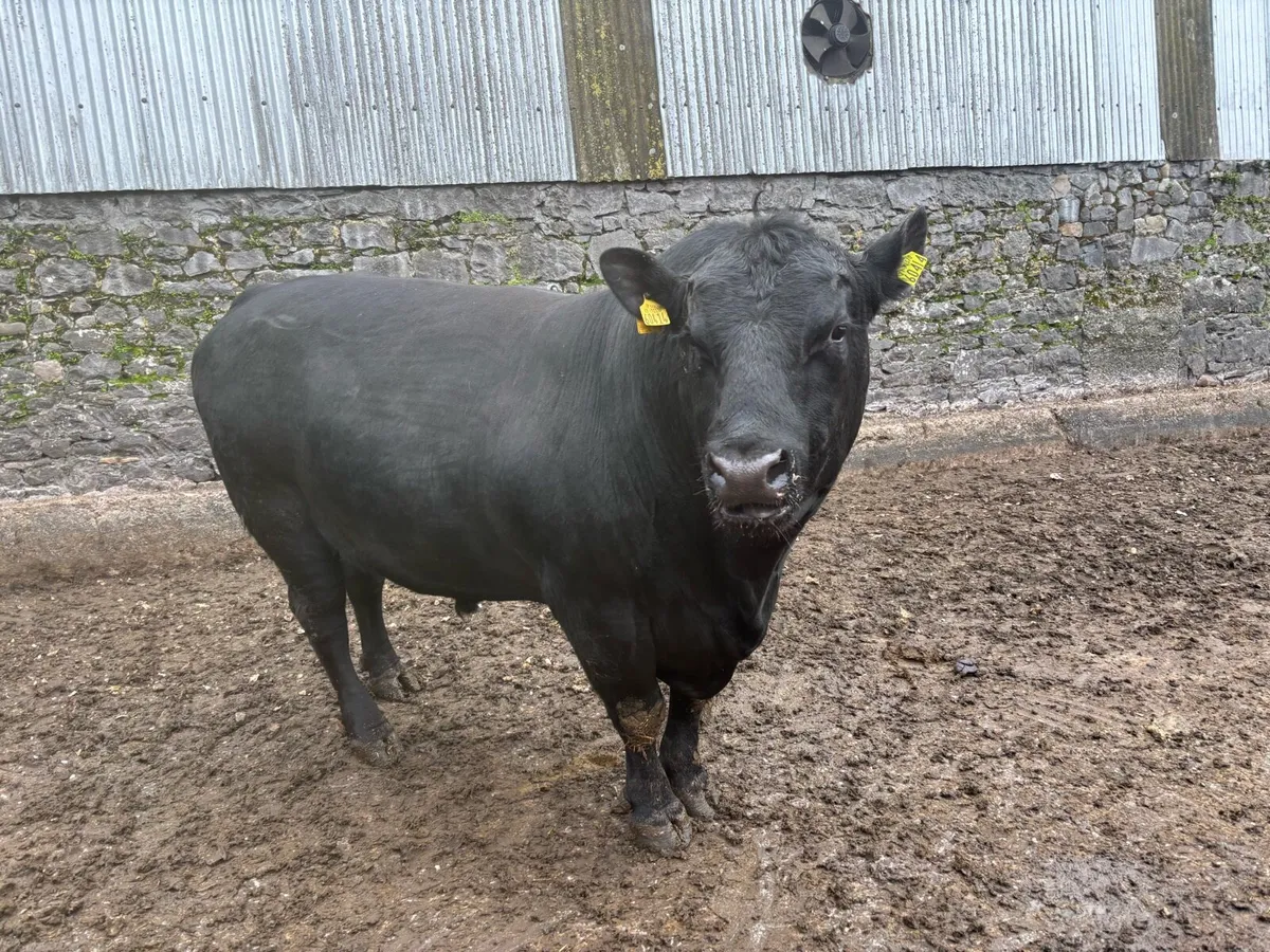 Aberdeen Angus Bull - Image 1