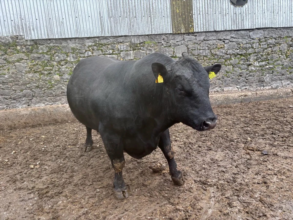 Aberdeen Angus Bull - Image 2