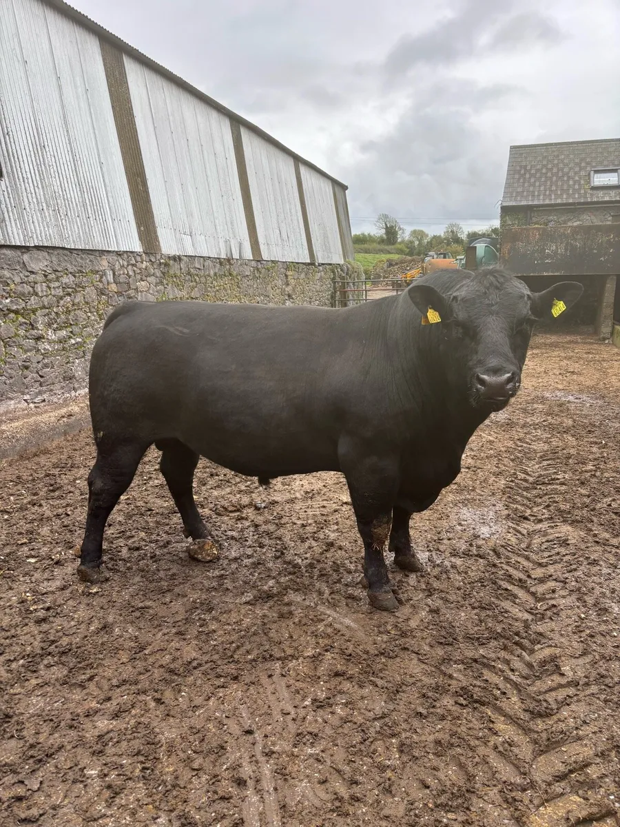 Aberdeen Angus Bull - Image 4