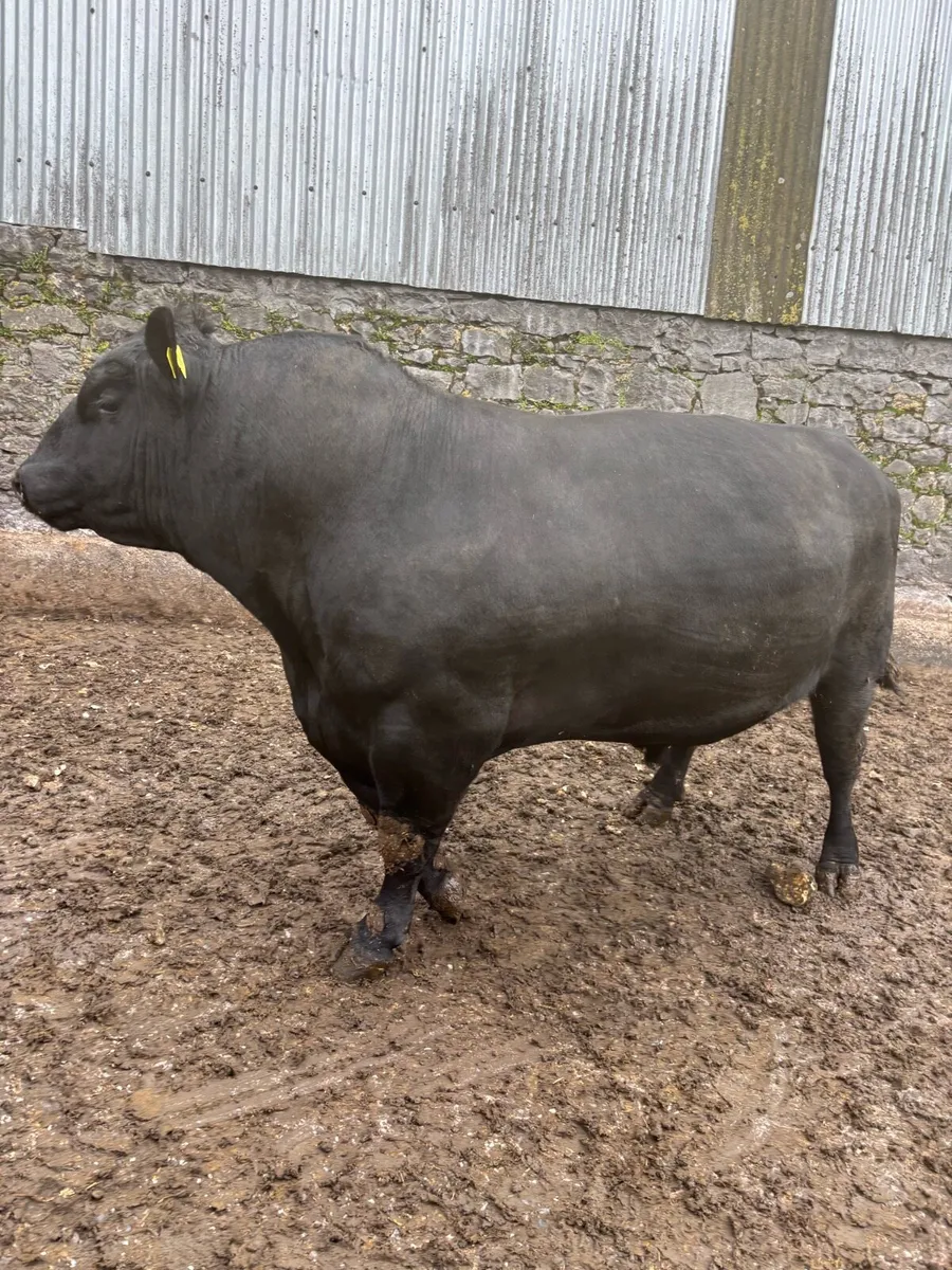 Aberdeen Angus Bull - Image 3