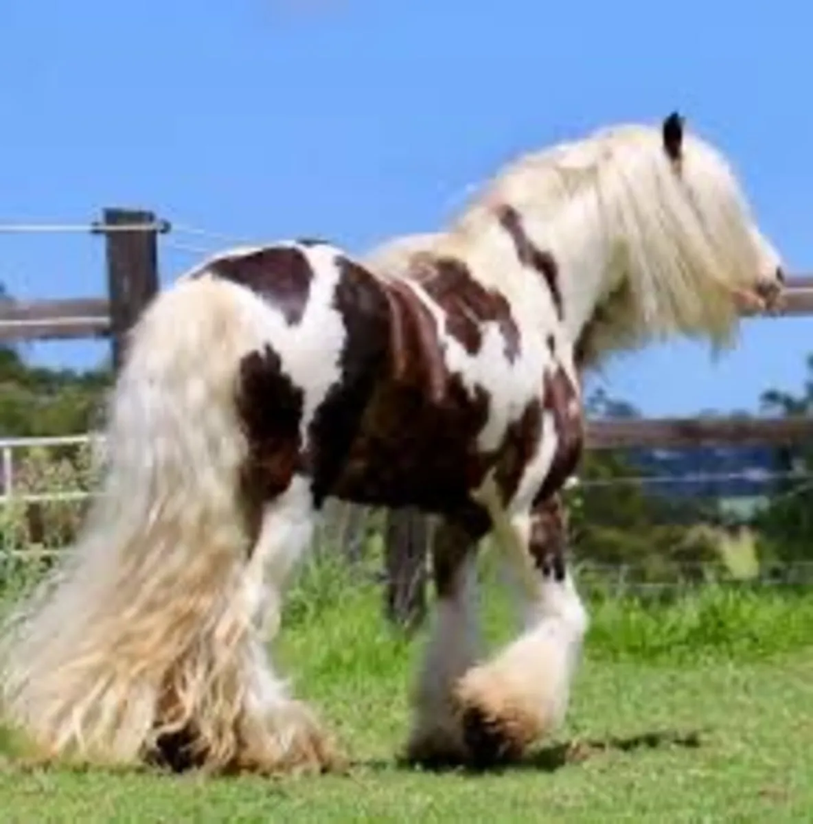 Wanted Proper Irishcob mares