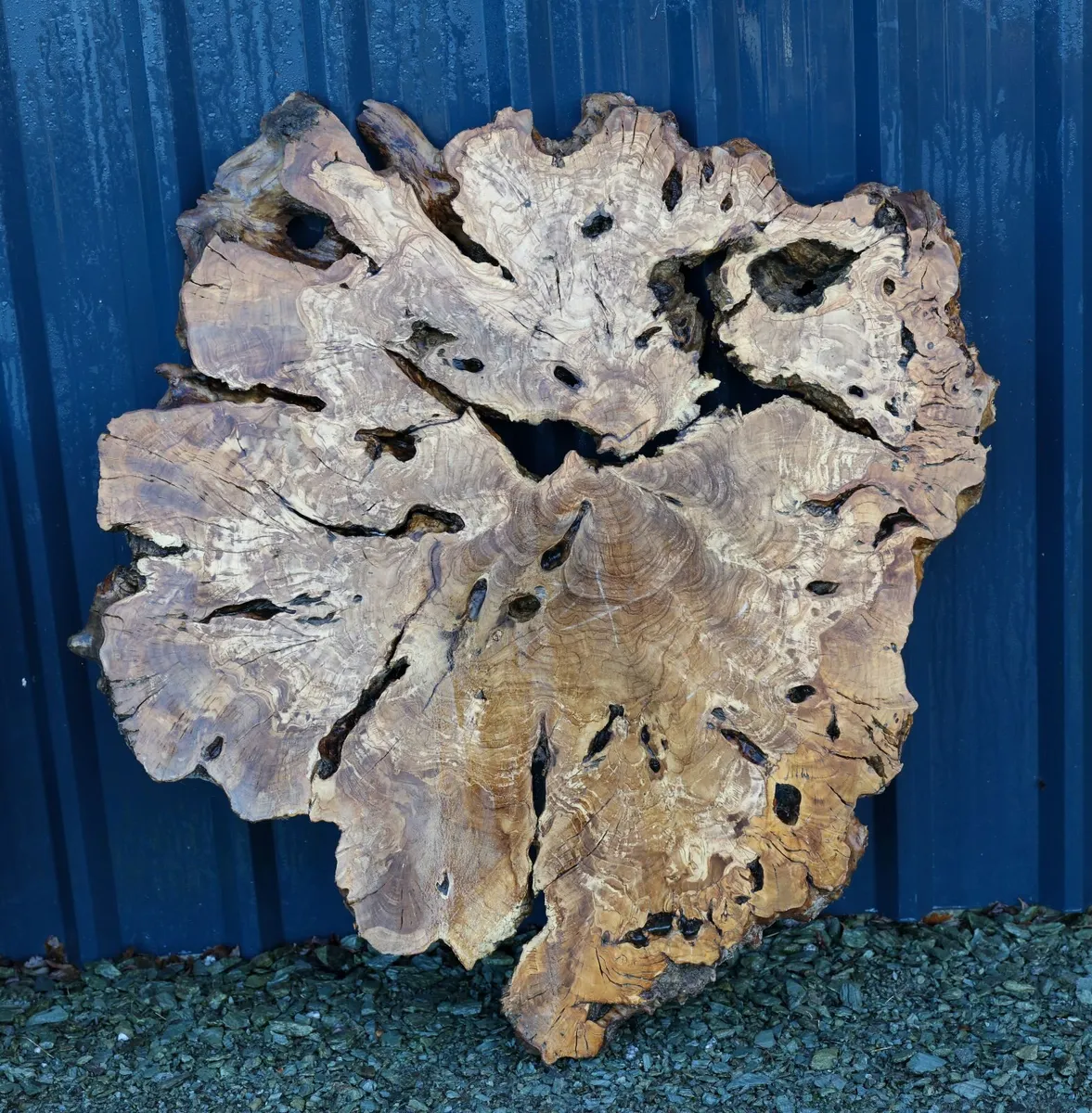 Century Old Turkish Olive Wood & Black Walnut slab - Image 4