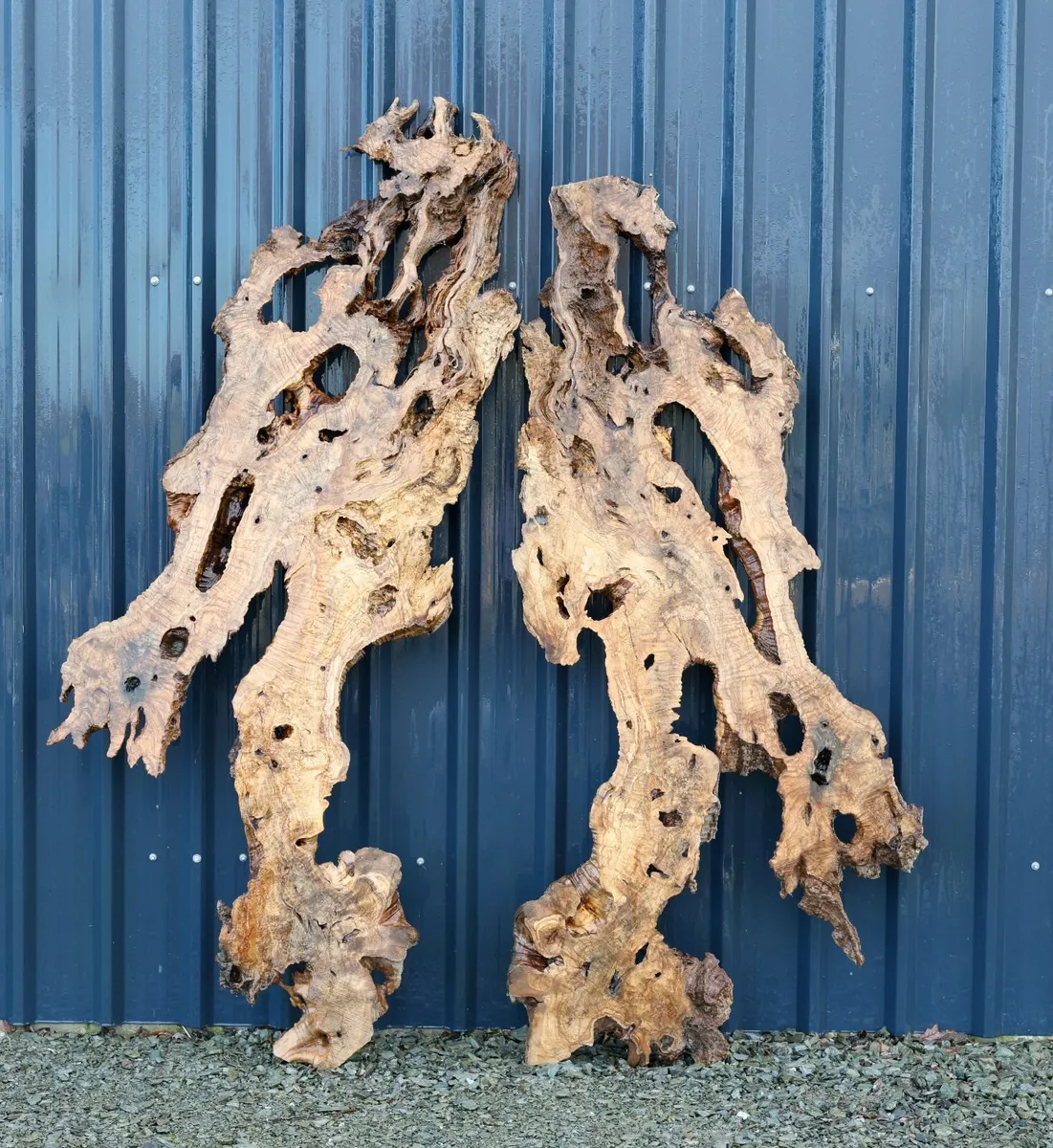 Century Old Turkish Olive Wood & Black Walnut slab - Image 1