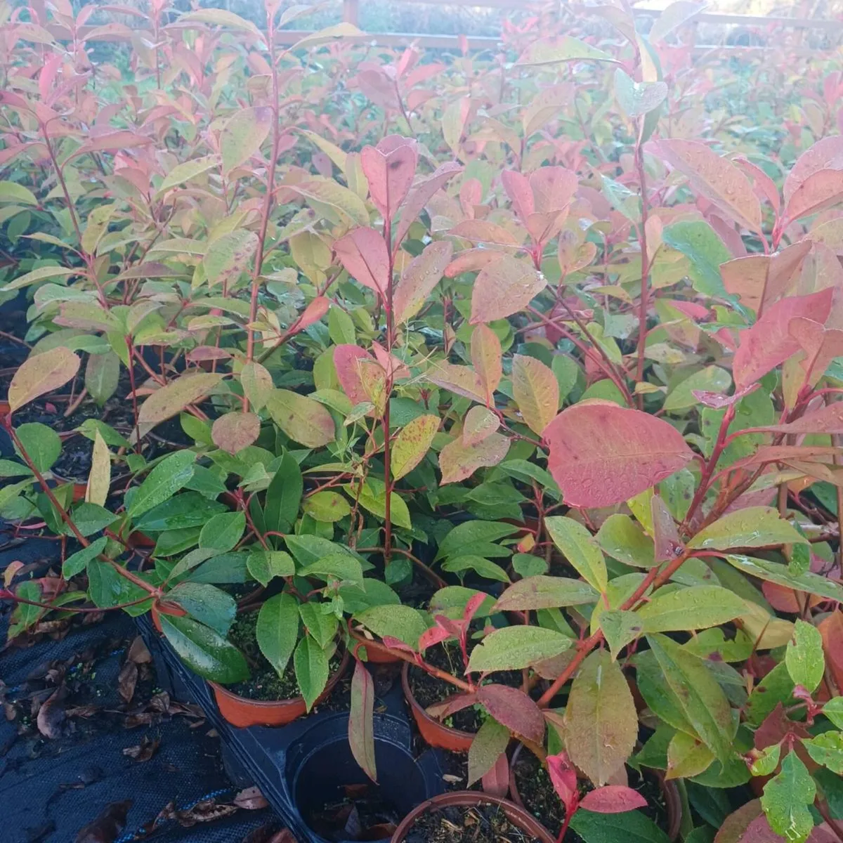 Hedging - Image 4