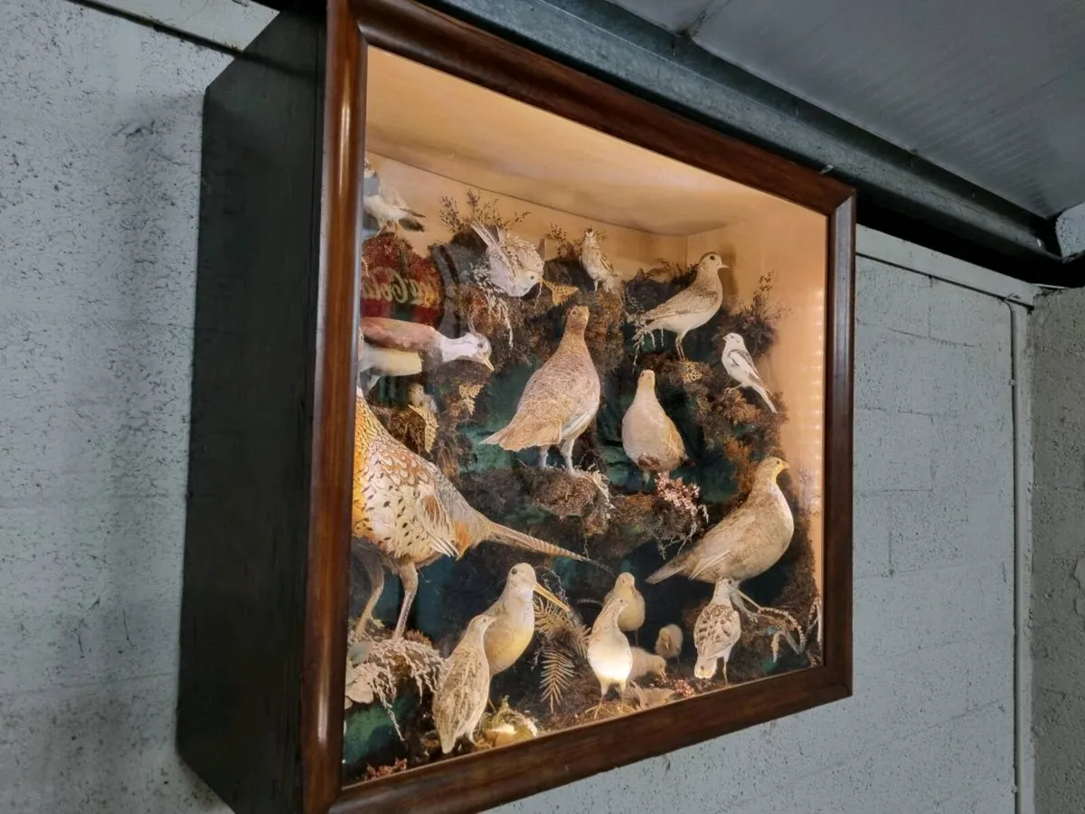 21 Bird Taxidermy Display  (Circa 1937) - Image 2