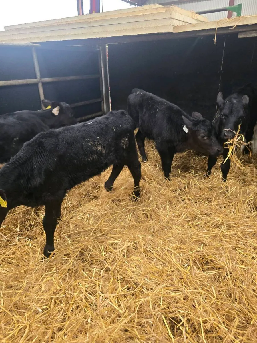 Angus calves - Image 1