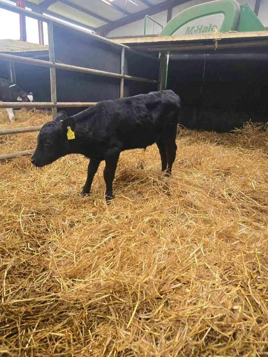 Angus calves - Image 2