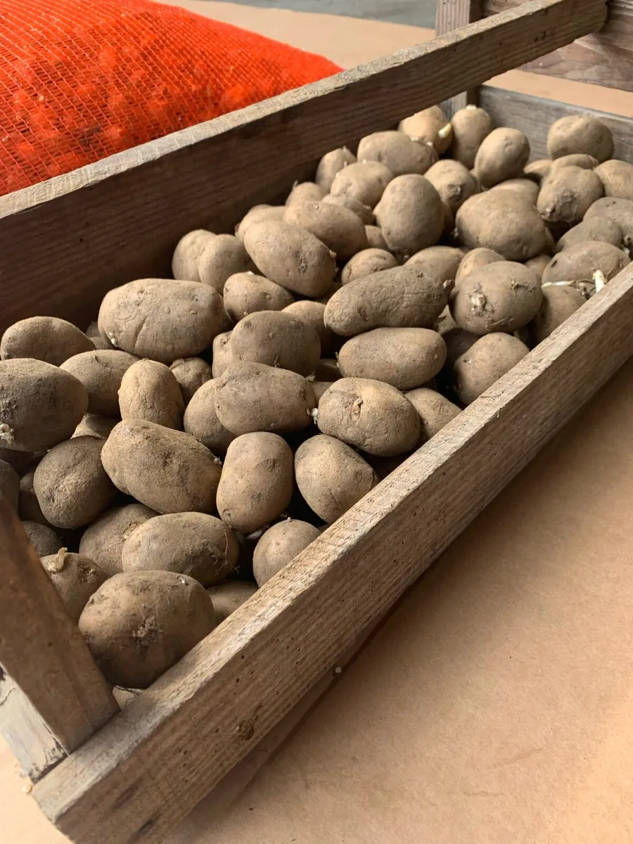 Seed potatoes