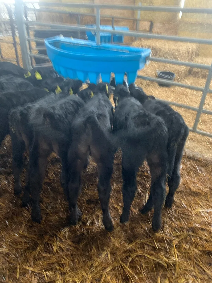 Angus calves - Image 2