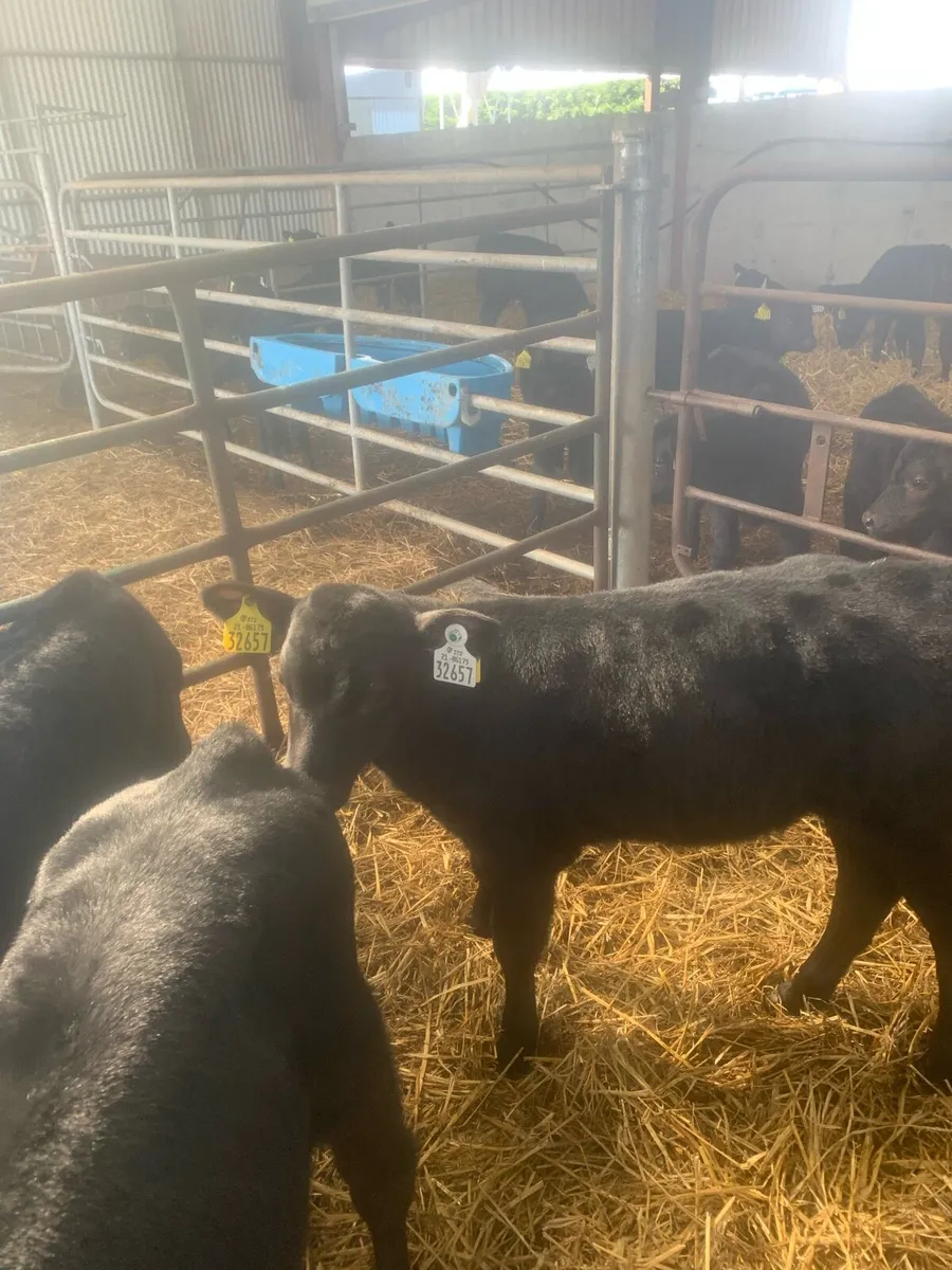 Angus calves - Image 3