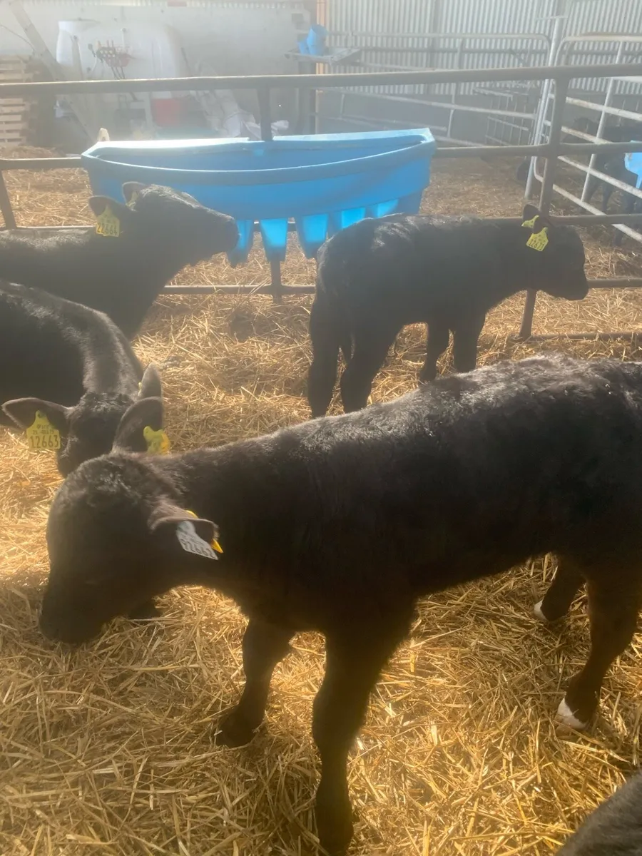 Angus calves - Image 4