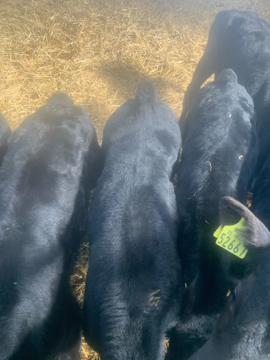 Angus calves - Image 1