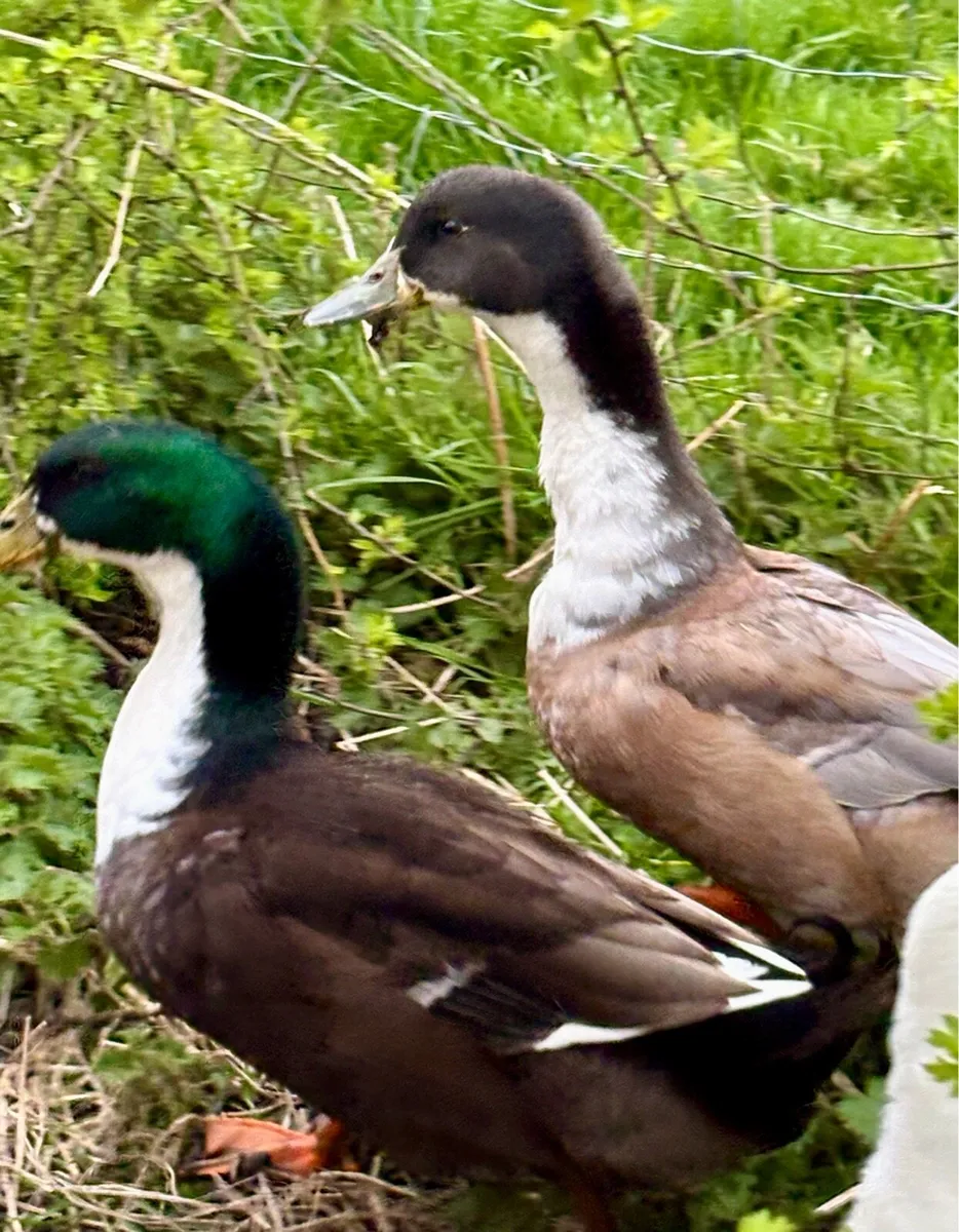 Drakes large male ducks and hatching eggs - Image 1