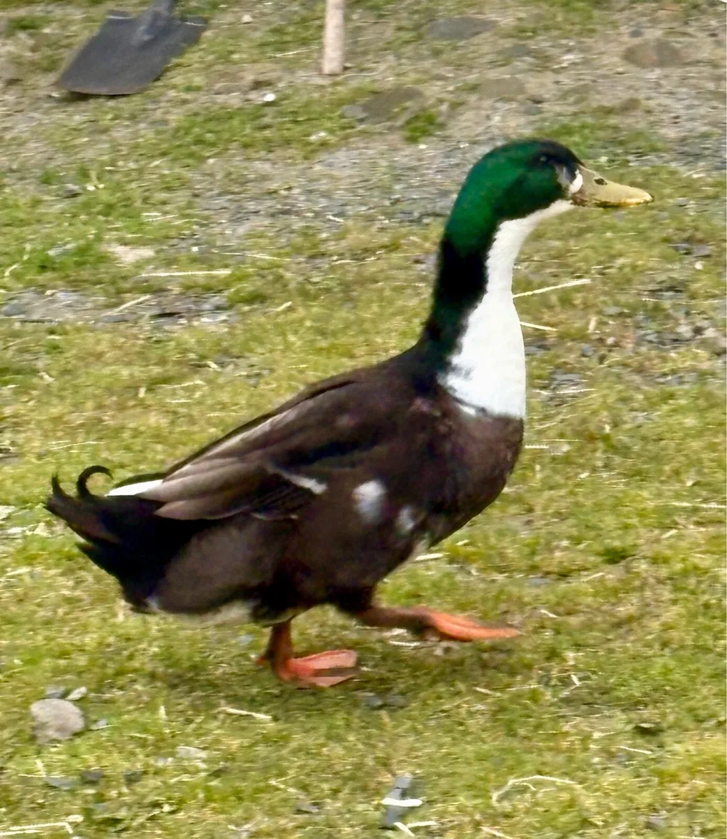 Drakes large male ducks and hatching eggs - Image 2