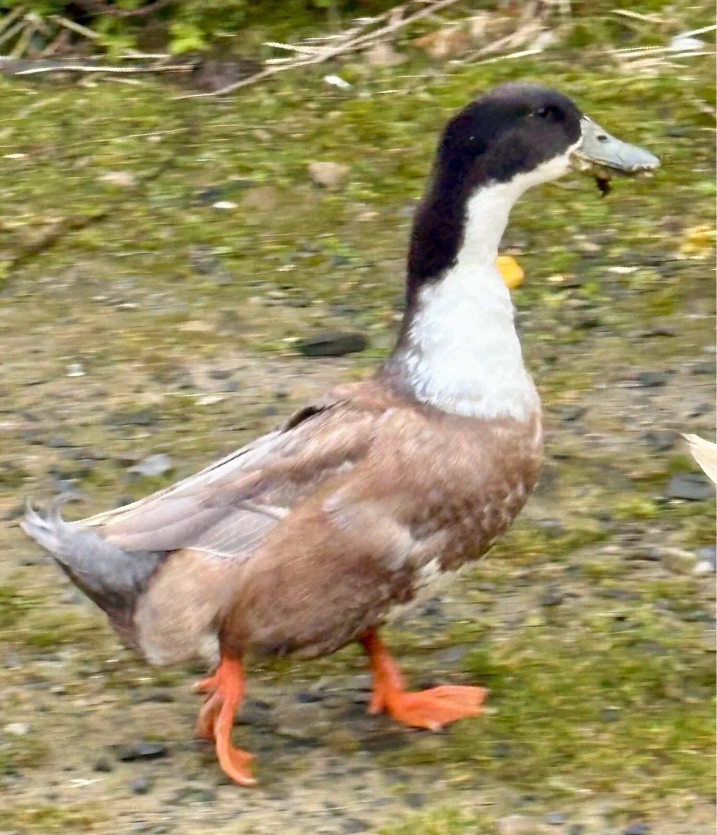 Drakes large male ducks and hatching eggs - Image 3