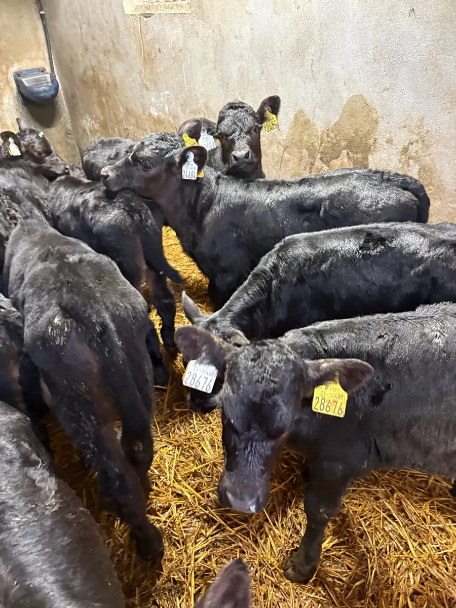 20 Angus heifer calves - Image 1