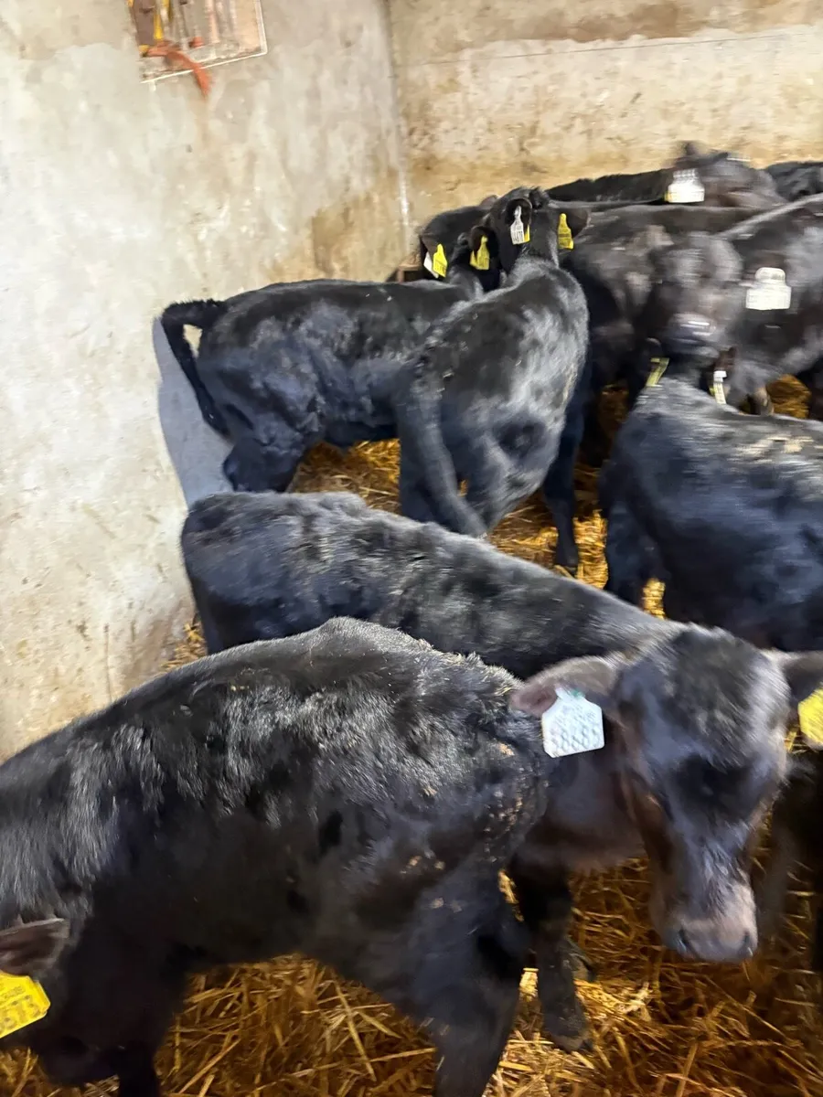20 Angus heifer calves - Image 2
