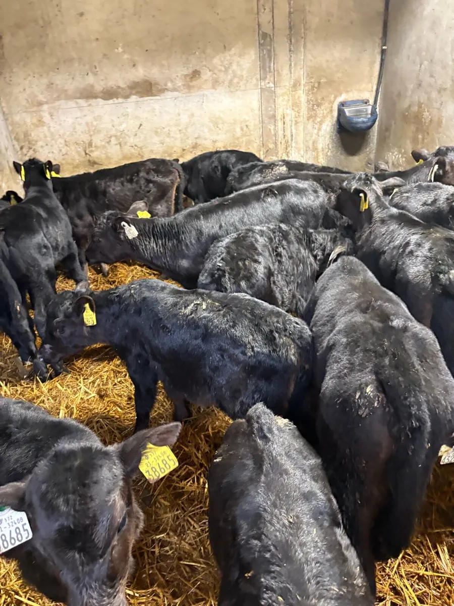 20 Angus heifer calves - Image 3