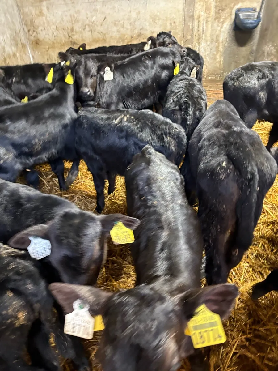 20 Angus heifer calves - Image 4