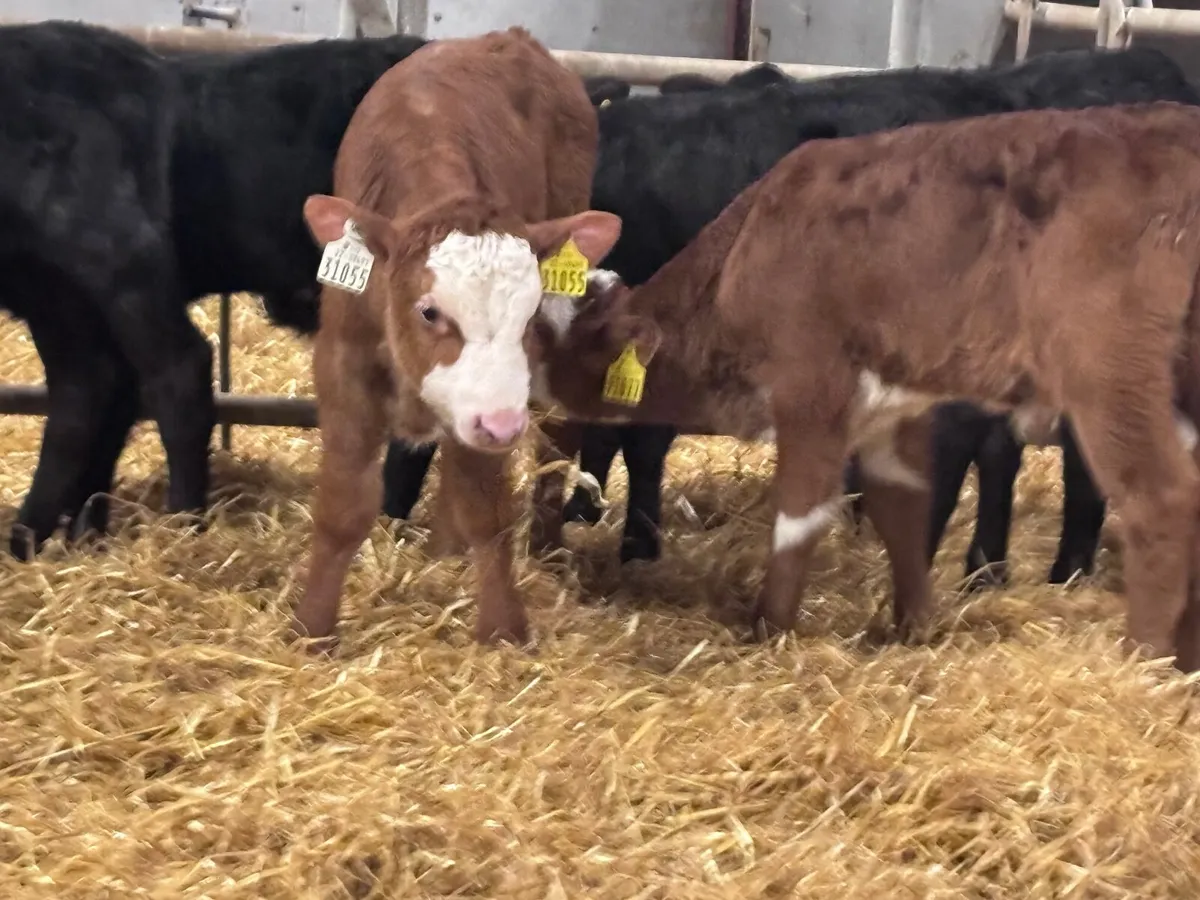 9 Angus & Hereford calves for sale @€245 - Image 2