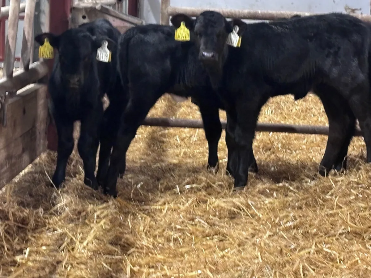 9 Angus & Hereford calves for sale @€245 - Image 3
