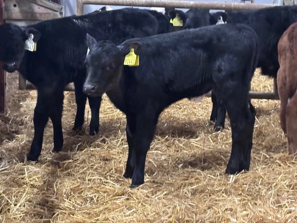 9 Angus & Hereford calves for sale @€245 - Image 1