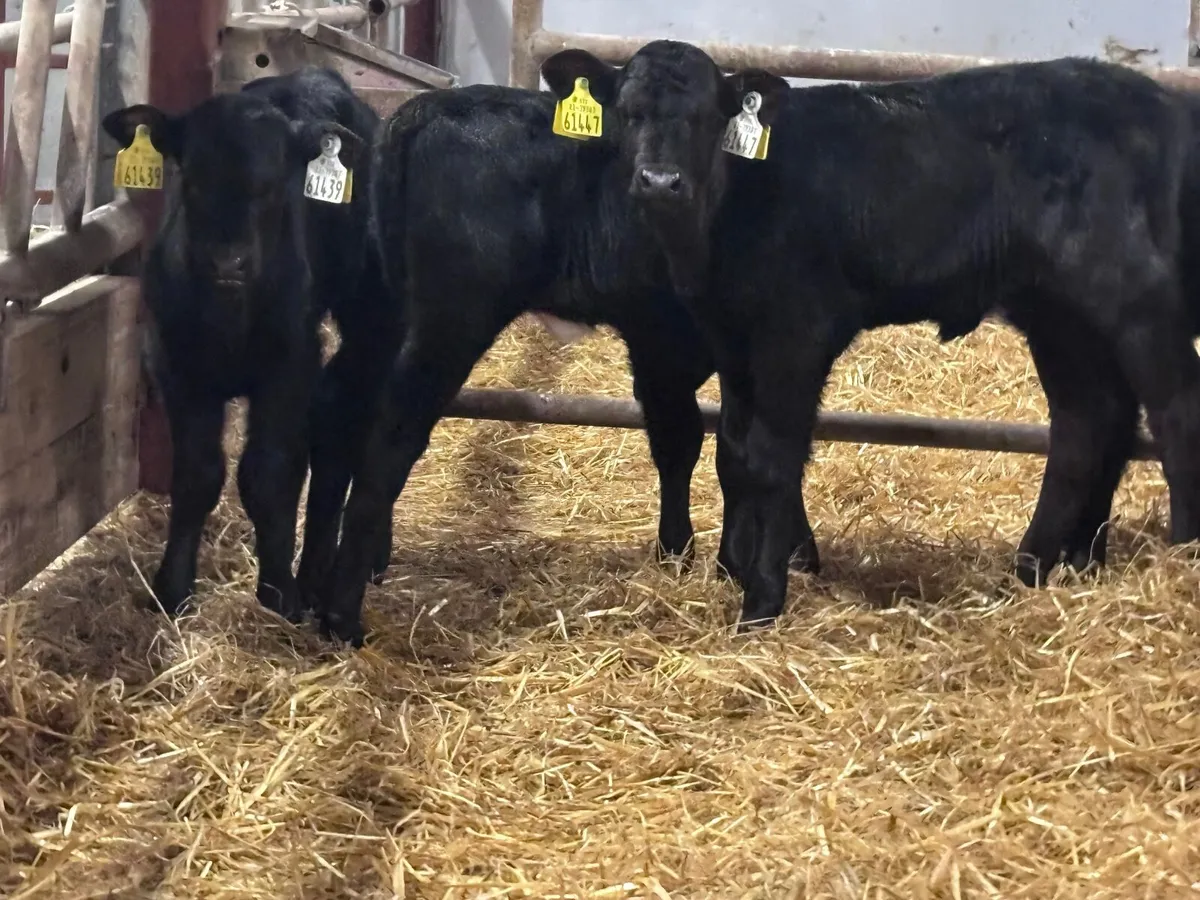 9 Angus & Hereford calves for sale @€245 - Image 4