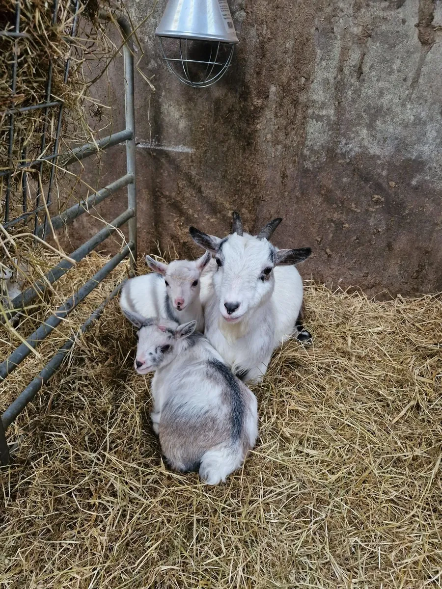 Pygmy goat kids- ready to go - Image 1