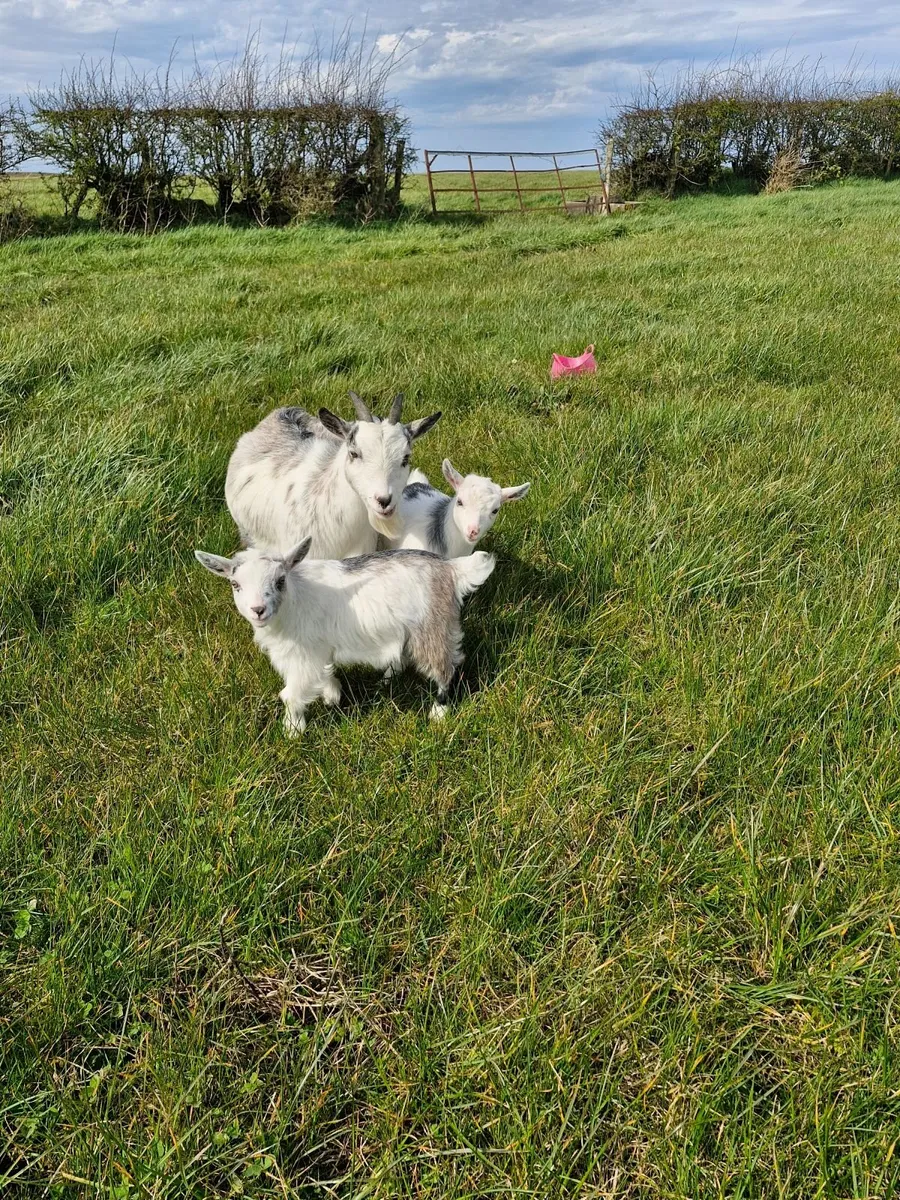 Pygmy goat kids- ready to go - Image 2