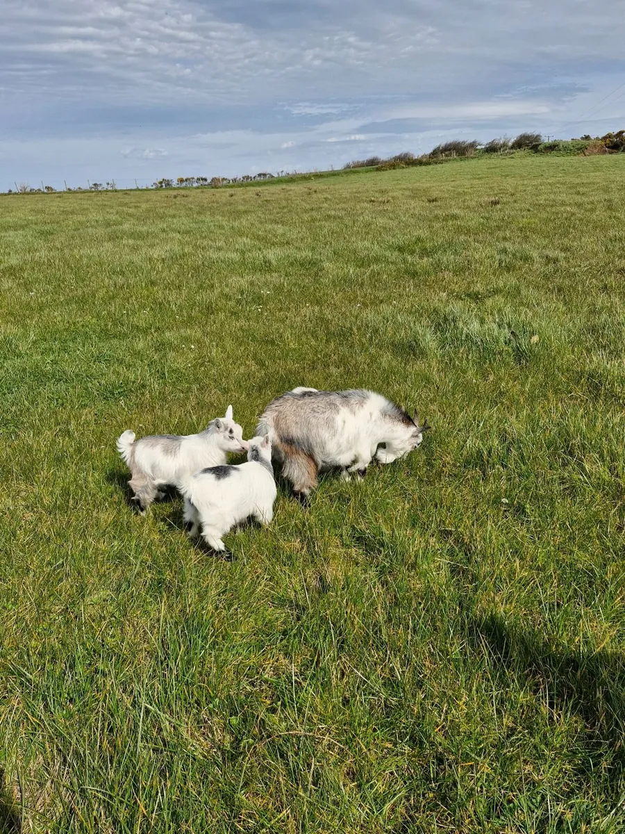 Pygmy goat kids- ready to go - Image 3