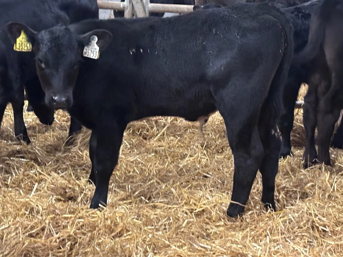 12 smashing reared Hereford & Angus calves - Image 2