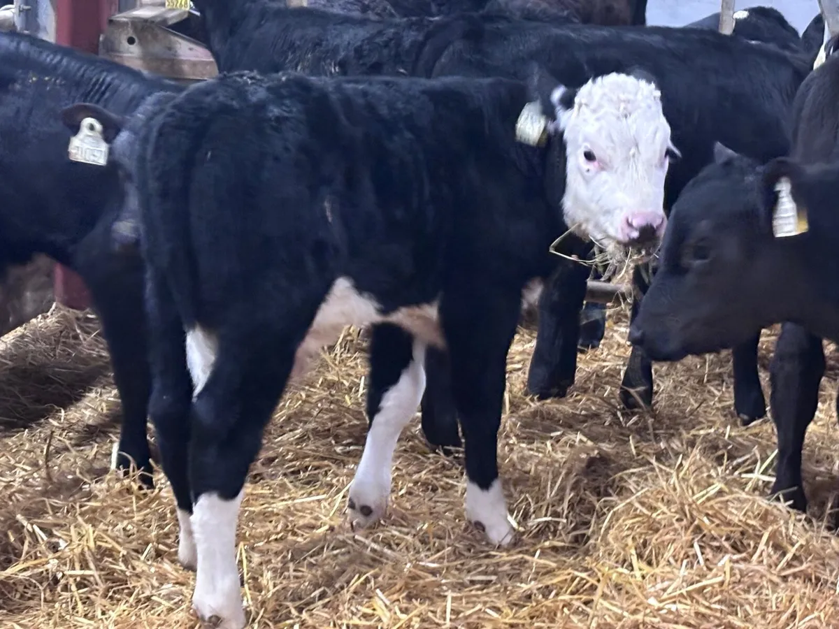12 smashing reared Hereford & Angus calves - Image 3