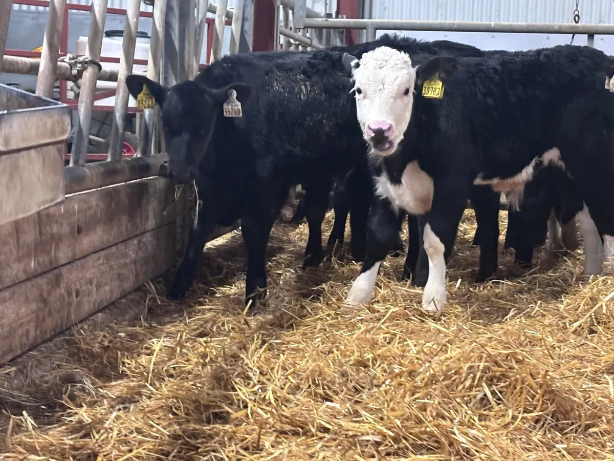 12 smashing reared Hereford & Angus calves - Image 4